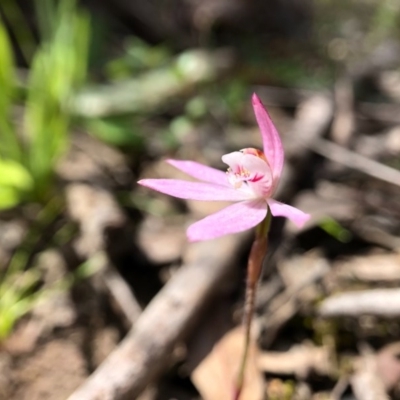 Caladenia fuscata (Dusky Fingers) at Mulligans Flat - 28 Sep 2020 by JasonC