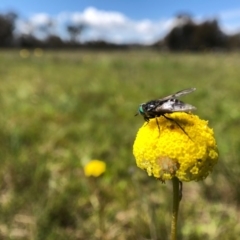 Craspedia variabilis (Common Billy Buttons) at Forde, ACT - 28 Sep 2020 by JasonC