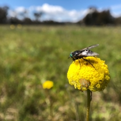 Craspedia variabilis (Common Billy Buttons) at Forde, ACT - 28 Sep 2020 by JasonC