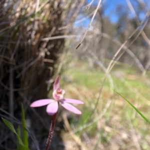 Caladenia fuscata at Forde, ACT - 28 Sep 2020