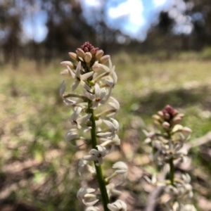 Stackhousia monogyna at Forde, ACT - 28 Sep 2020