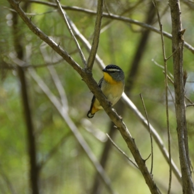 Pardalotus punctatus (Spotted Pardalote) at Acton, ACT - 29 Sep 2020 by ClubFED