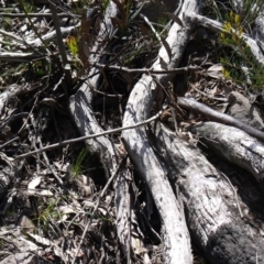 Pseudonaja textilis (Eastern Brown Snake) at Acton, ACT - 29 Sep 2020 by ClubFED