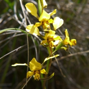 Diuris nigromontana at Acton, ACT - 29 Sep 2020