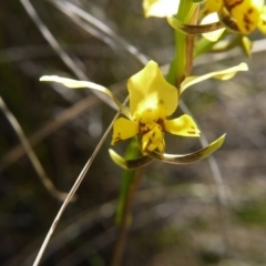 Diuris nigromontana at Acton, ACT - 29 Sep 2020