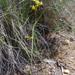 Diuris nigromontana at Acton, ACT - 29 Sep 2020