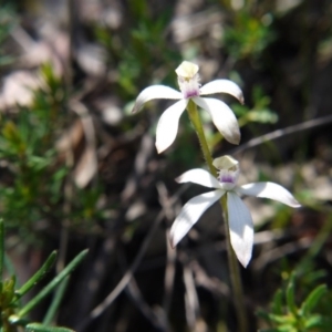 Caladenia ustulata at Downer, ACT - suppressed