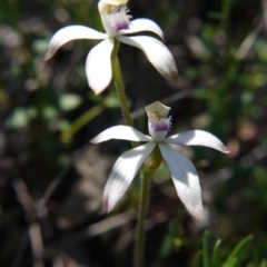 Caladenia ustulata at Downer, ACT - suppressed