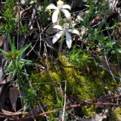 Caladenia ustulata at Downer, ACT - suppressed