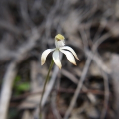 Caladenia ustulata (Brown Caps) at Point 38 - 29 Sep 2020 by ClubFED
