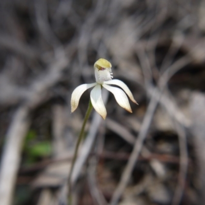 Caladenia ustulata (Brown Caps) at Point 38 - 29 Sep 2020 by ClubFED