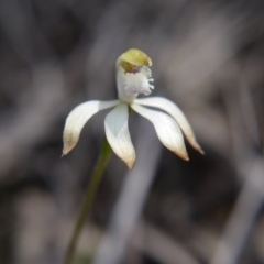 Caladenia ustulata at Point 38 - 29 Sep 2020