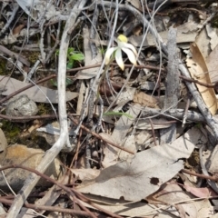 Caladenia ustulata at Point 38 - 29 Sep 2020