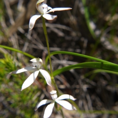 Caladenia ustulata (Brown Caps) at Acton, ACT - 29 Sep 2020 by ClubFED