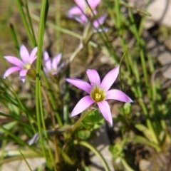 Romulea rosea var. australis at Acton, ACT - 29 Sep 2020