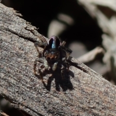 Maratus chrysomelas (Variable Peacock Spider) at Fraser, ACT - 29 Sep 2020 by Laserchemisty