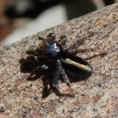 Maratus chrysomelas at Fraser, ACT - 29 Sep 2020 01:03 PM