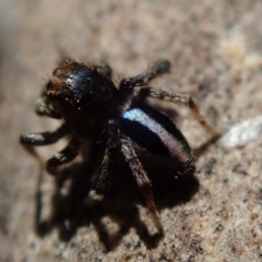 Maratus chrysomelas at Fraser, ACT - 29 Sep 2020