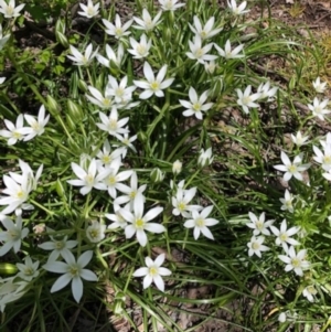 Ornithogalum umbellatum at Yarralumla, ACT - 29 Sep 2020 01:06 PM