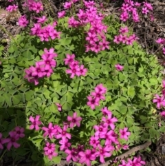 Oxalis articulata (Shamrock) at Yarralumla, ACT - 29 Sep 2020 by Ratcliffe