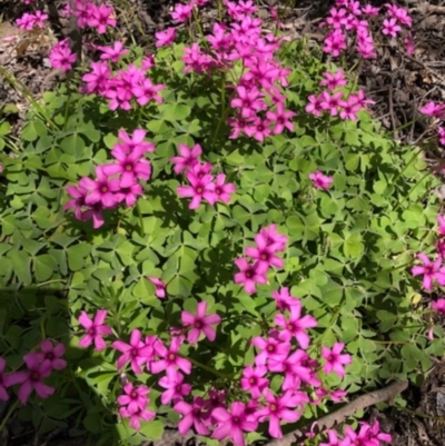 Oxalis articulata (Shamrock) at Yarralumla, ACT - 29 Sep 2020 by Ratcliffe