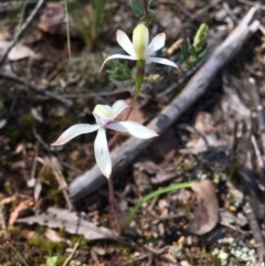 Caladenia ustulata (Brown Caps) at Gossan Hill - 29 Sep 2020 by Wen