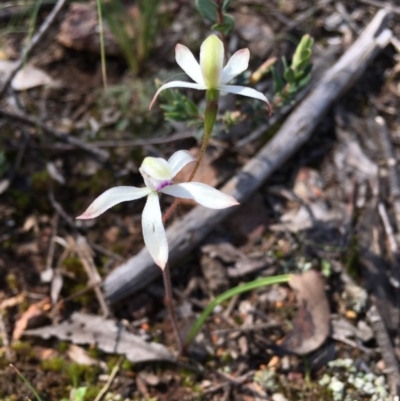 Caladenia ustulata (Brown Caps) at Gossan Hill - 29 Sep 2020 by Wen