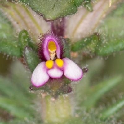 Parentucellia latifolia (Red Bartsia) at Red Hill, ACT - 27 Sep 2020 by rawshorty