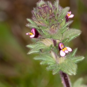 Parentucellia latifolia at Red Hill, ACT - 27 Sep 2020