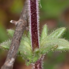 Parentucellia latifolia at Red Hill, ACT - 27 Sep 2020