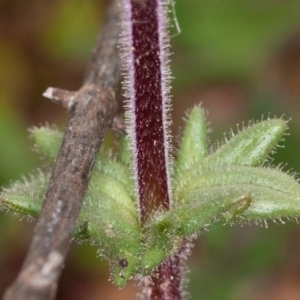 Parentucellia latifolia at Red Hill, ACT - 27 Sep 2020