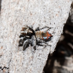 Maratus calcitrans (Kicking peacock spider) at Acton, ACT - 28 Sep 2020 by Roger