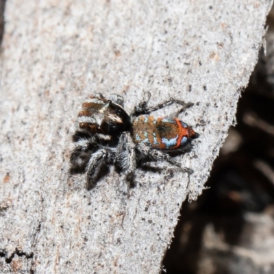 Maratus calcitrans (Kicking peacock spider) at ANBG - 28 Sep 2020 by Roger