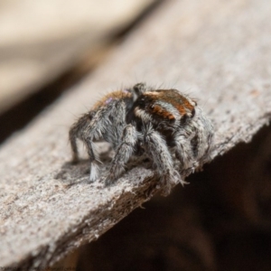 Maratus calcitrans at Acton, ACT - suppressed