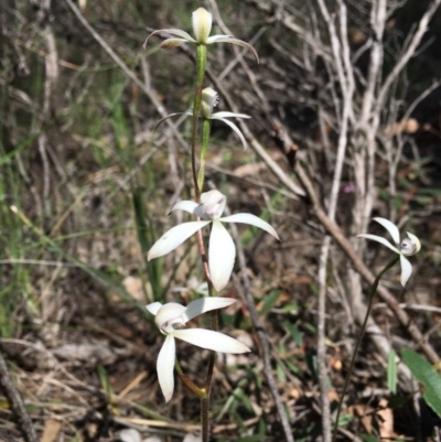 Caladenia ustulata (Brown Caps) at Bruce, ACT - 29 Sep 2020 by Wen