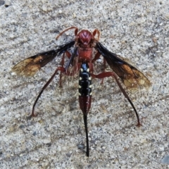 Lissopimpla excelsa (Orchid dupe wasp, Dusky-winged Ichneumonid) at Wanniassa, ACT - 29 Sep 2020 by JohnBundock