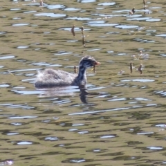 Tachybaptus novaehollandiae (Australasian Grebe) at Black Range, NSW - 29 Sep 2020 by MatthewHiggins