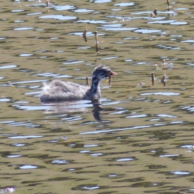 Tachybaptus novaehollandiae (Australasian Grebe) at Black Range, NSW - 29 Sep 2020 by MatthewHiggins