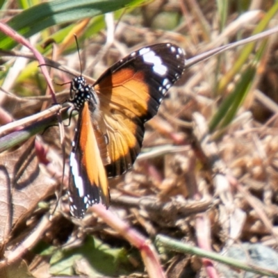 Danaus petilia (Lesser wanderer) at Stromlo, ACT - 29 Sep 2020 by SWishart