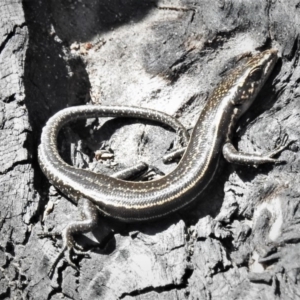 Pseudemoia spenceri at Booth, ACT - 29 Sep 2020