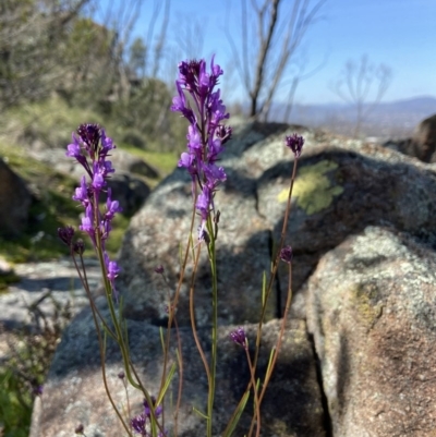 Linaria pelisseriana (Pelisser's Toadflax) at Tuggeranong DC, ACT - 29 Sep 2020 by AJB