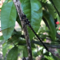 Hemicordulia australiae (Australian Emerald) at Broughton Vale, NSW - 26 Sep 2020 by Nivlek