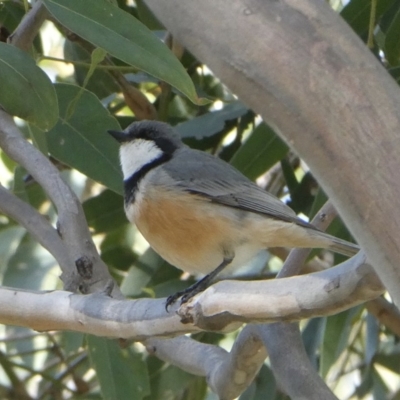 Pachycephala rufiventris (Rufous Whistler) at Black Range, NSW - 29 Sep 2020 by StephH