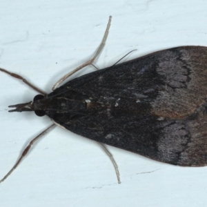 Uresiphita ornithopteralis at Ainslie, ACT - 28 Sep 2020