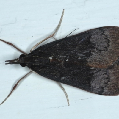 Uresiphita ornithopteralis (Tree Lucerne Moth) at Ainslie, ACT - 28 Sep 2020 by jb2602