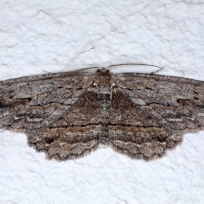 Ectropis excursaria (Common Bark Moth) at Ainslie, ACT - 28 Sep 2020 by jbromilow50
