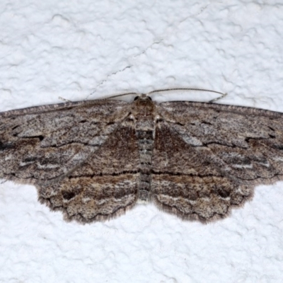 Ectropis excursaria (Common Bark Moth) at Ainslie, ACT - 28 Sep 2020 by jb2602