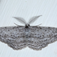 Phelotis cognata (Long-fringed Bark Moth) at Ainslie, ACT - 28 Sep 2020 by jbromilow50