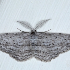 Phelotis cognata (Long-fringed Bark Moth) at Ainslie, ACT - 28 Sep 2020 by jb2602