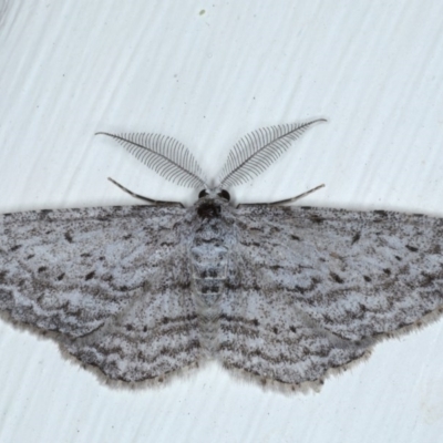Phelotis cognata (Long-fringed Bark Moth) at Ainslie, ACT - 28 Sep 2020 by jbromilow50